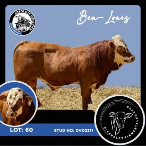 1X SIMMENTAL BULL RIVERSLEY SIMMENTALER STUD