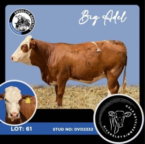 1+1X SIMMENTAL COW & CALF RIVERSLEY SIMMENTALER STUD