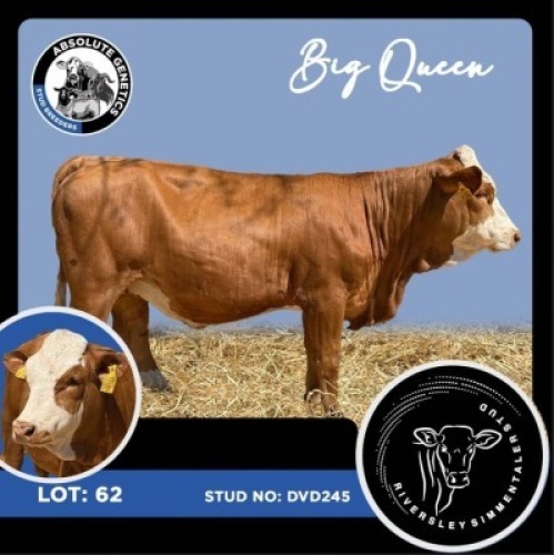 1X SIMMENTAL HEIFER RIVERSLEY SIMMENTALER STUD