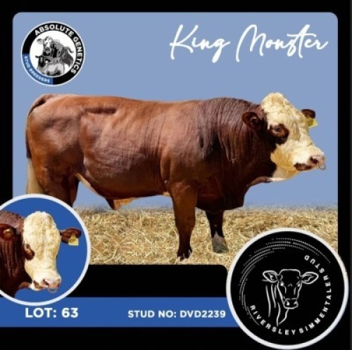 1X SIMMENTAL BULL RIVERSLEY SIMMENTALER STUD