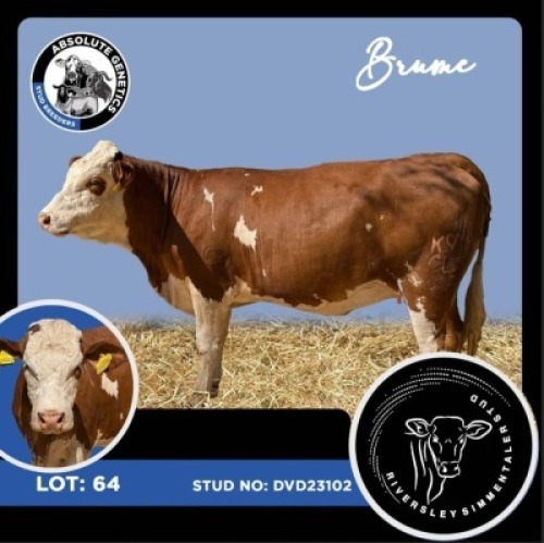 1X SIMMENTAL HEIFER RIVERSLEY SIMMENTALER STUD