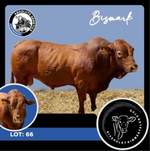 1X SIMBRA BULL RIVERSLEY SIMMENTALER STUD