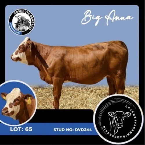 1X SIMMENTAL HEIFER RIVERSLEY SIMMENTALER STUD