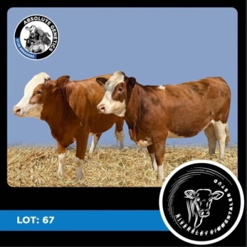 2X SIMBRA HEIFER RIVERSLEY SIMMENTALER STUD (Per animal to take the lot)