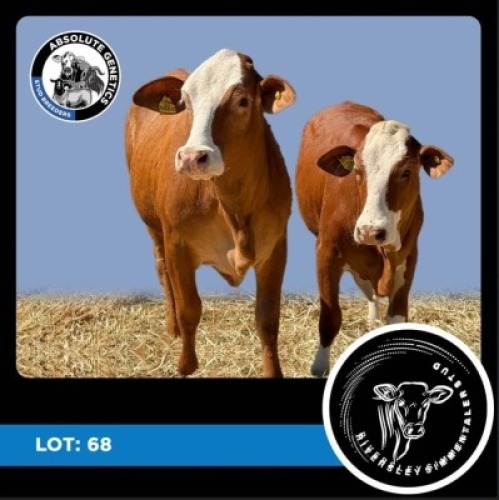 1X SIMBRA HEIFER RIVERSLEY SIMMENTALER STUD
