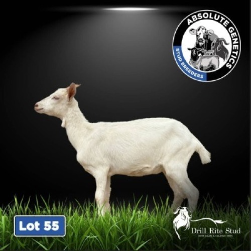 1X SAANEN EWE DRILL RITE STUD