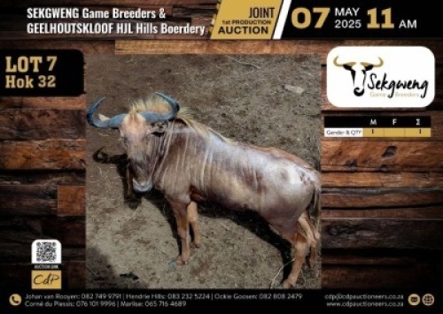1 X GOLDEN KING WILDEBEEST BULL M:1 V/F:0