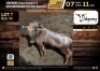 1 X GOLDEN KING WILDEBEEST BULL M:1 V/F:0