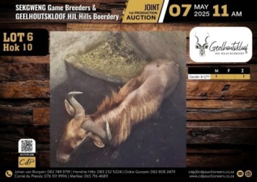 1 X GOLDEN KING WILDEBEEST BULL M:1 V/F:0