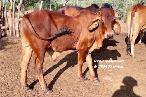 1X RED BRAHMAN BULL HVAZ Brahmans @ JPM Farming