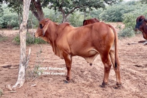 1X RED BRAHMAN BULL HVAZ Brahmans @ JPM Farming