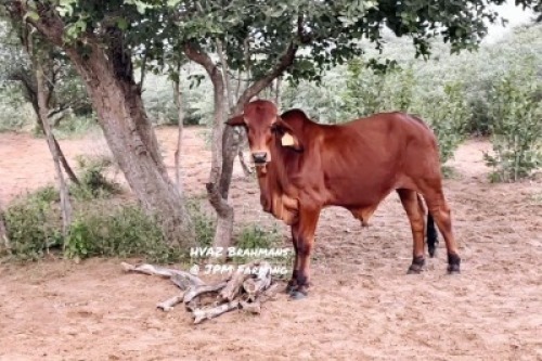1X RED BRAHMAN BULL HVAZ Brahmans @ JPM Farming
