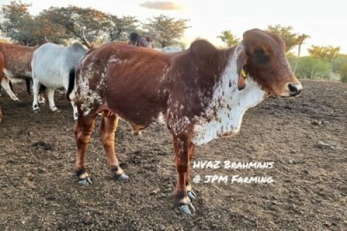 1X RED BRAHMAN BULL HVAZ Brahmans @ JPM Farming