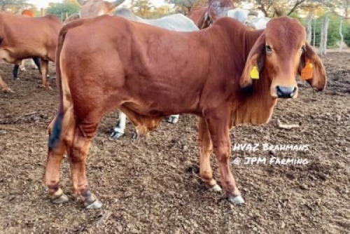 1X RED BRAHMAN BULL HVAZ Brahmans @ JPM Farming