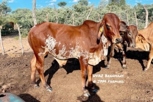 1X RED BRAHMAN BULL HVAZ Brahmans @ JPM Farming