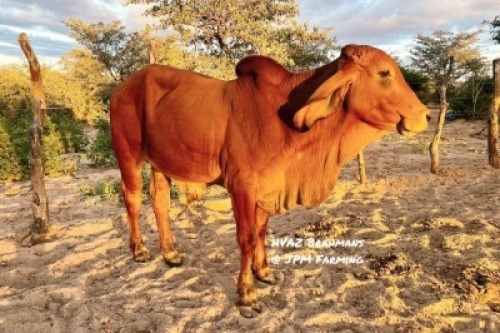 1X RED BRAHMAN BULL HVAZ Brahmans @ JPM Farming