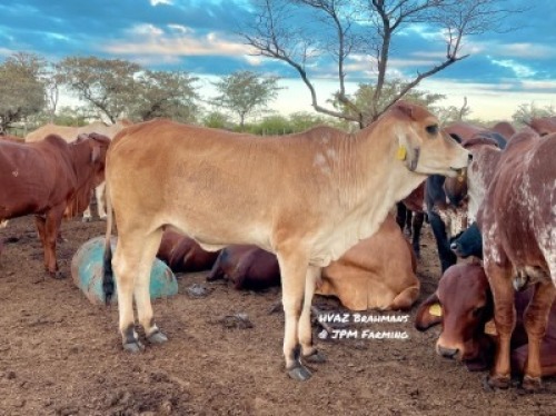 1X RED BRAHMAN HEIFER HVAZ Brahmans @ JPM Farming