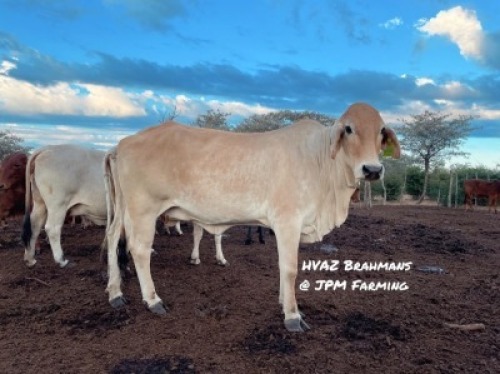 1X RED BRAHMAN COW HVAZ Brahmans @ JPM Farming