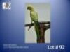 1-0 '23 Ringneck Parakeet: Violet-green/blue/dun-fallow - Herbst & Seuns Vo&euml;lboerdery