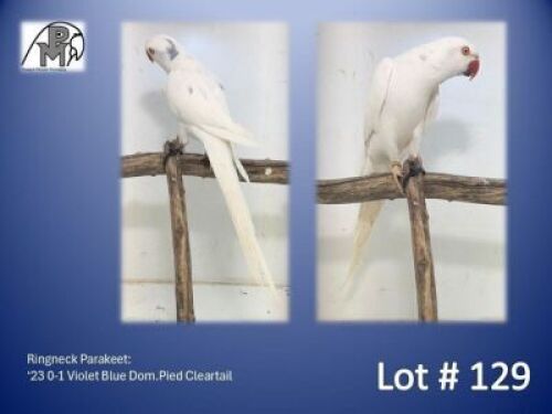 0-1 '23 Ringneck Parakeet: Violet Blue Dom.Pied Cleartail - Piet Jacobs