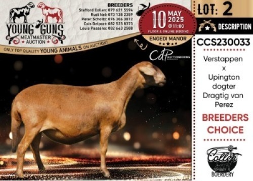 1X MEATMASTER PREGNANT RECORDED EWE Collen Boerdery