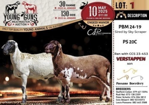 1X MEATMASTER PREGNANT NOT RECORDED EWE Passano Boerdery