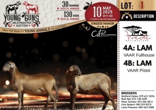 1X MEATMASTER PREGNANT NOT RECORDED EWE Vrede Meatmasters