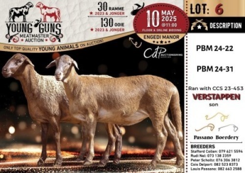 1X MEATMASTER NOT RECORDED EWE Passano Boerdery