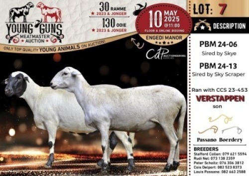 1X MEATMASTER PREGNANT NOT RECORDED EWE Passano Boerdery