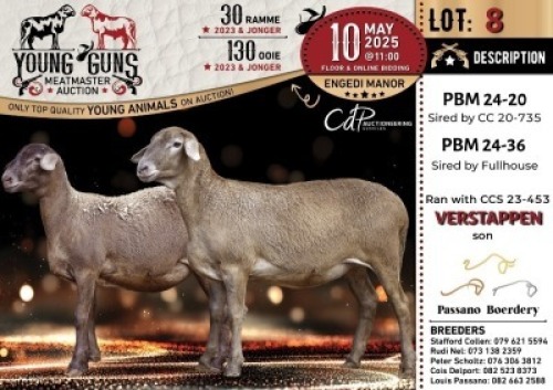 1X MEATMASTER PREGNANT NOT RECORDED EWE Passano Boerdery