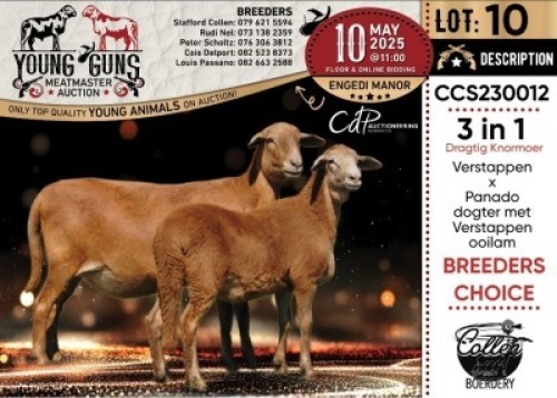 1+1X MEATMASTER PREGNANT RECORDED EWE Collen Boerdery