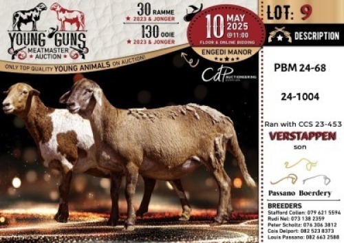 1X MEATMASTER PREGNANT NOT RECORDED EWE Passano Boerdery