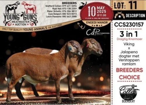 1+1X MEATMASTER PREGNANT NOT RECORDED EWE Collen Boerdery
