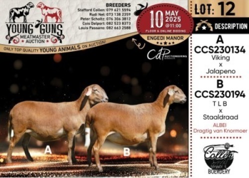 1X MEATMASTER PREGNANT RECORDED EWE Collen Boerdery