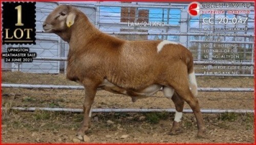 1 X MEATMASTER RAM SUPERIOR GENETICS - AANGETEKEN