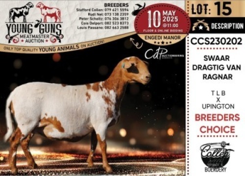 1+1X MEATMASTER RECORDED EWE Collen Boerdery