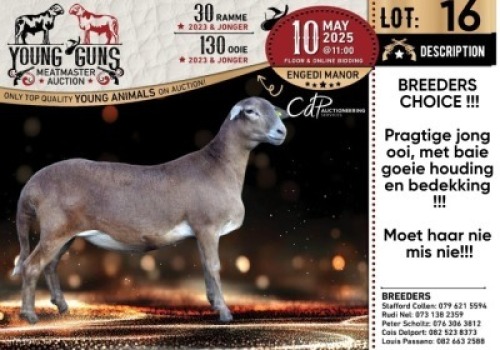 1X MEATMASTER NOT RECORDED EWE Nelru Meatmasters