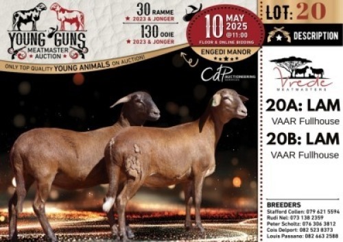 1X MEATMASTER PREGNANT NOT RECORDED EWE Vrede Meatmasters