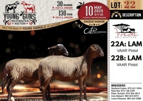 1X MEATMASTER NOT RECORDED EWE Vrede Meatmasters