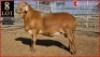 1 X MEATMASTER RAM SUPERIOR GENETICS - AANGETEKEN - 2