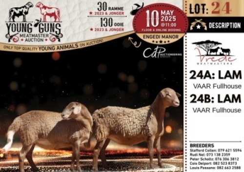 1X MEATMASTER NOT RECORDED EWE Vrede Meatmasters