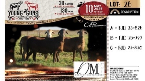 1X MEATMASTER PREGNANT RECORDED EWE Delport Meatmasters