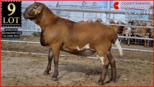1 X MEATMASTER RAM SUPERIOR GENETICS - AANGETEKEN