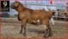 1 X MEATMASTER RAM SUPERIOR GENETICS - AANGETEKEN