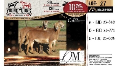 1X MEATMASTER PREGNANT RECORDED EWE Delport Meatmasters