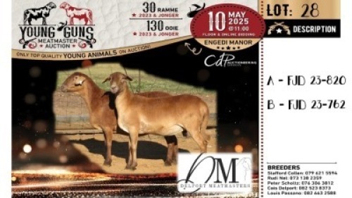 1X MEATMASTER PREGNANT RECORDED EWE Delport Meatmasters