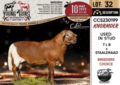 1X MEATMASTER RECORDED RAM Collen Boerdery