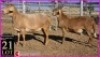 1 X MEATMASTER OOI SUPERIOR GENETICS - AANGETEKEN (Highest Bidder may pick First Round) - 2