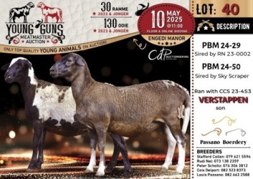 1X MEATMASTER NOT RECORDED EWE Passano Boerdery