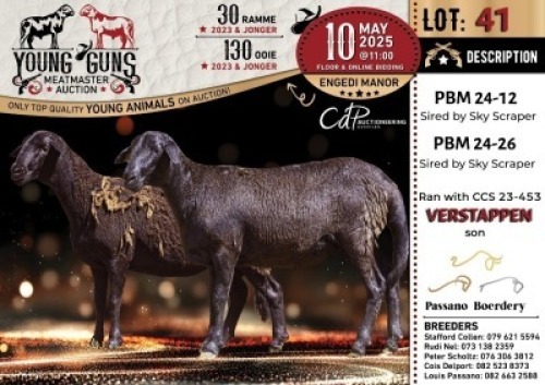 1X MEATMASTER NOT RECORDED PREGNANT EWE Passano Boerdery